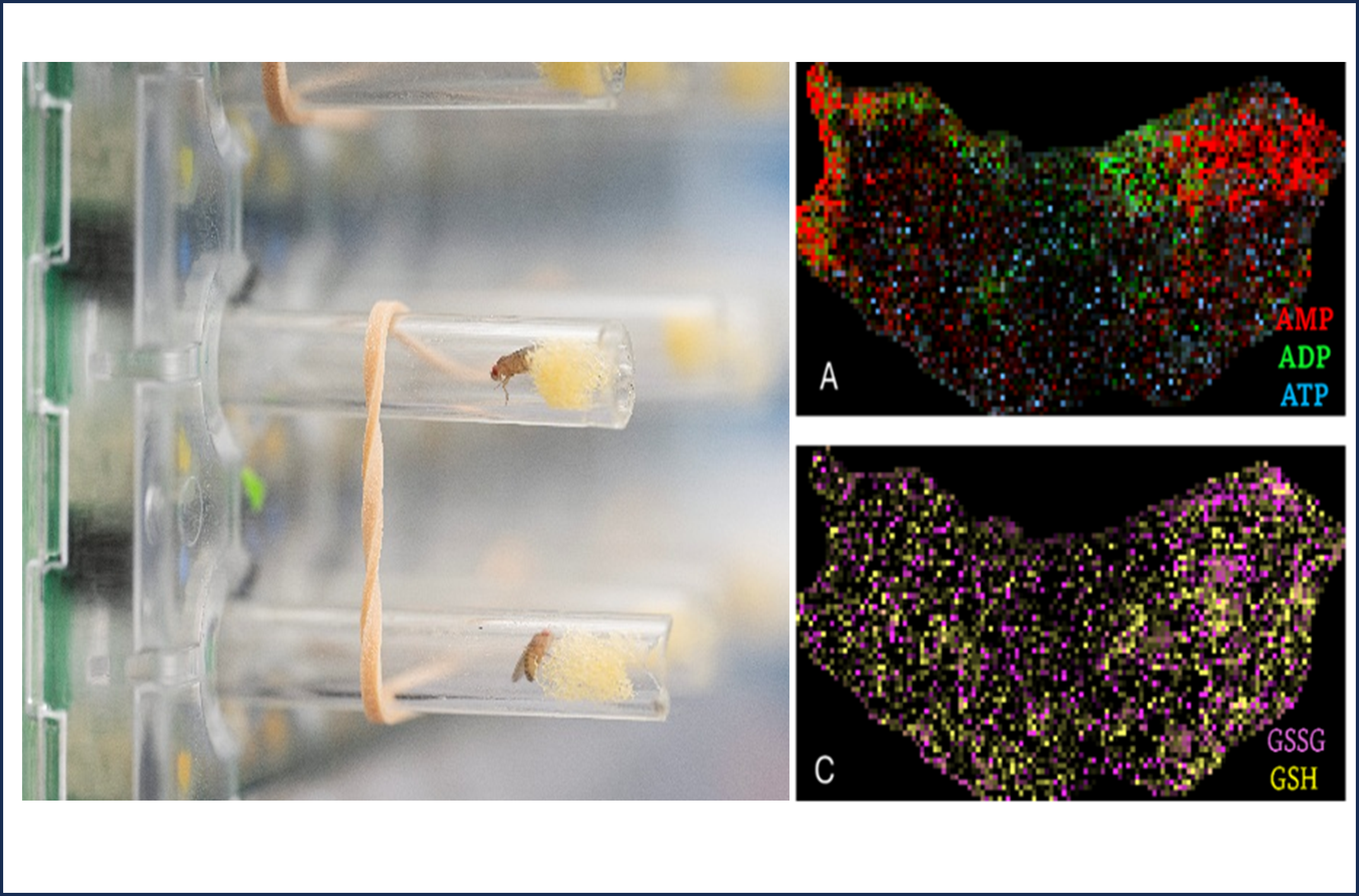 Fruit Fly and MALDI image