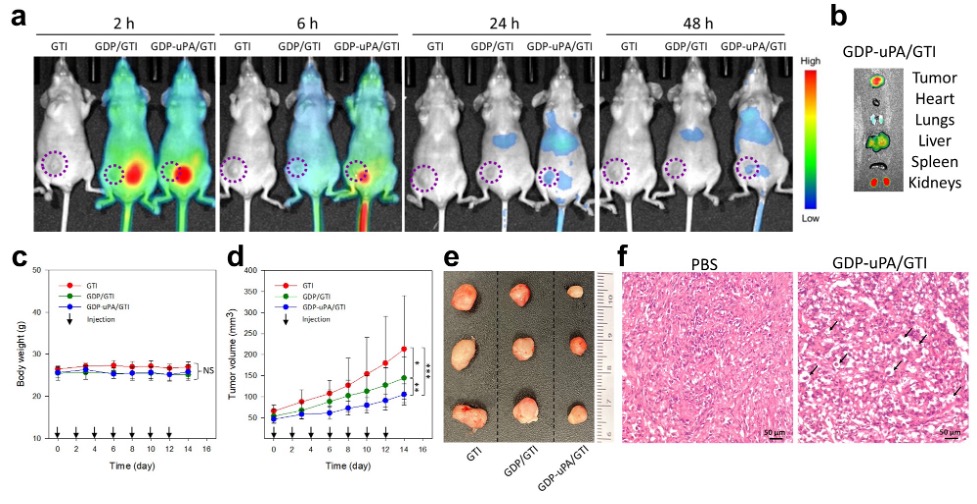 Set of images displaying experimental results on mice for tumor treatment. a) Mice imaged at different times (2h, 6h, 24h, 48h) showing fluorescence. b) Organ distribution panel with color scale. c) Graph of mice body weight over time. d) Graph showing tumor size changes. e) Image of excised tumors next to a ruler for scale.